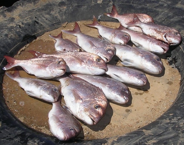 south aust snapper